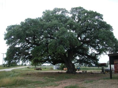 Old Evergreen Tree _ Famous Tree of Texas